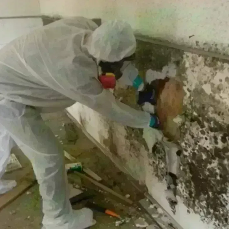 Mold Remediation and Removal in Currituck, NC